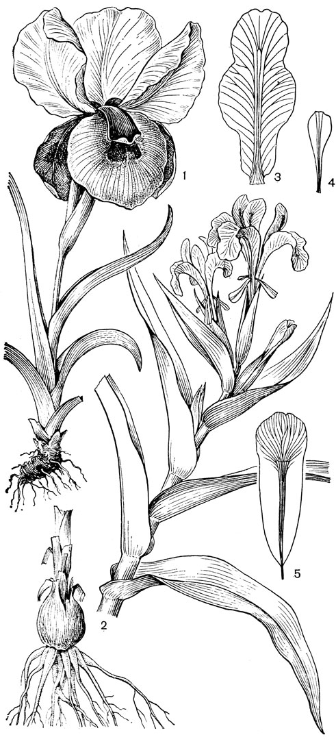 Рис. 99. Ирисовые. Ирис грузинский (Iris iberica): 1 - общий вид. Юнона великолепная (Juno magnifica): 2 - общий вид; 3 - наружный листочек околоцветника; 4 - внутренний листочек околоцветника; 5 - лопасть столбика