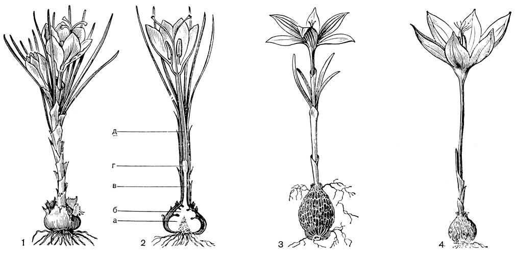 Рис. 100. Крокус, или шафран (Crocus): 1 - шафран посевной (С. sativus); 2 - он же на продольном разрезе через растение (а - старый клубень, б - молодой клубень, в - стрелка, г - завязь, д - трубка околоцветника); 3 - шафран сетчатый (С. reticulatus); 4 - шафран прекрасный (С. speciosus)