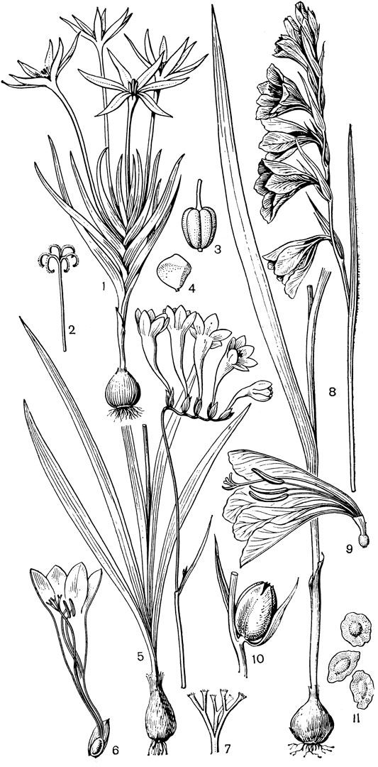 Рис. 102. Ирисовые. Лаперузия ароматнейшая (Lapeirousia odoratis- sima): 1 - общий вид; 2 - верхняя часть столбика; 3 - завязь; 4 - семя. Фреезия переломанная (Freesla retracta): 5 - общий вид; 6 - продольный разрез через цветок; 7 - ветви столбика. Шпажник черепитчатый (Gladiolus imbricatus): 8 - общий вид; 9 - цветок в продольном разрезе: 10 - плод; 11 - семена