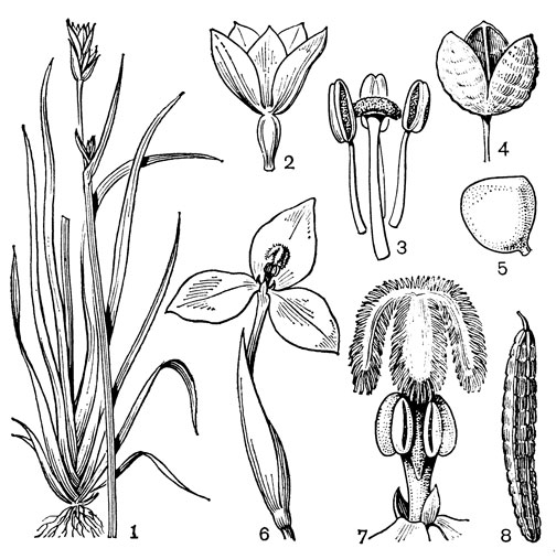 Рис. 104. Ирисовые. Аристея крылатая (Aristea alata): 1 - общий вид; 2 - цветок; 3 - столбик с рыльцем и тычинки; 4 - раскрывшаяся коробочка; 5 - семя. Патерсония сизая (Раtersonia glauca): 6 - верхушка стебля с оберткой и цветком; 7 - столбик с рыльцем и тычинки; 8 - плод