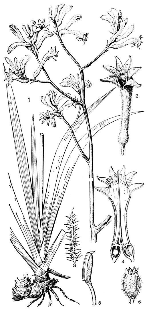 Рис. 107. Анигозантос желтоватый (Anigozanthos flavidus): 1 - общий вид растения; 2 - цветок; 3 - волосок с поверхности околоцветника; 4 - цветок в разрезе; 5 - тычинка; 6 - плод
