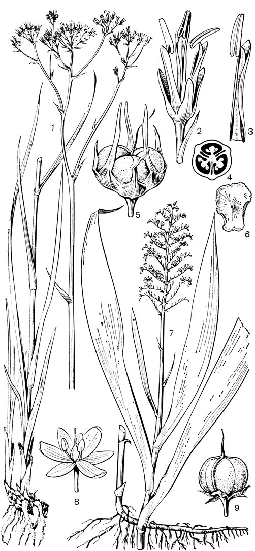 Рис. 108. Гемодоровые. Гемодорум щитковидный (Haemodorum corymbosum): l - общий вид; 2 - цветок; 3 - сегмент околоцветника с тычинкой; 4 - поперечный разрез завязи; 5 - плод; 6 - семя. Ксифидиум голубой (Xiphidium coeruleum): 7 - общий вид; 8 - цветок; 9 - плод