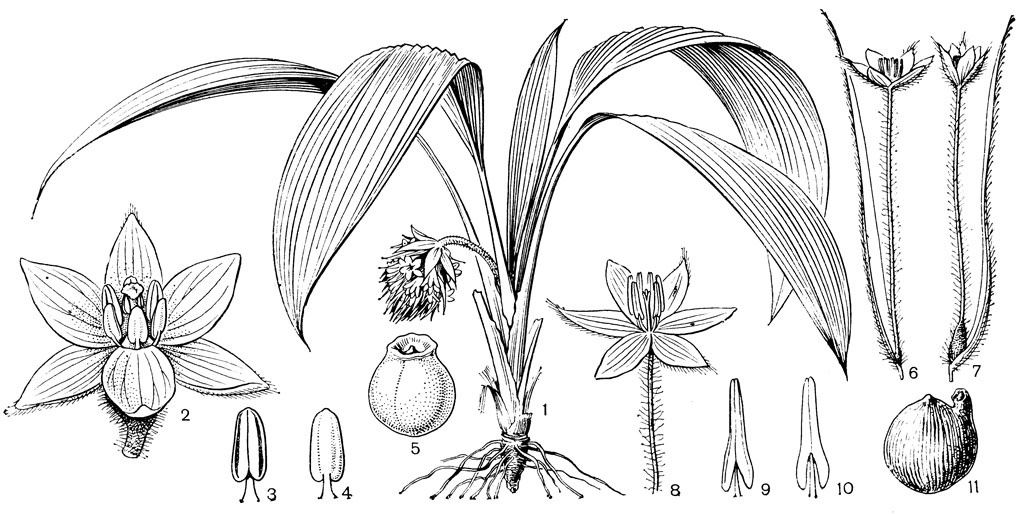 Рис. 109. Гипоксисовые. Молинерия головчатая (Molineria capitulata): 1 - общий вид; 2 - цветок; 3, 4 - тычинка в двух положениях; 5 - плод. Куркули го орхидный (Curculigo orchioides): 6, 7 - цветок с завязью, снабженной длинным клювом: 8 - цветок без завязи; 9, 10 - тычинки в двух положениях; 11 - семя с выступающими ножкой и рубчиком