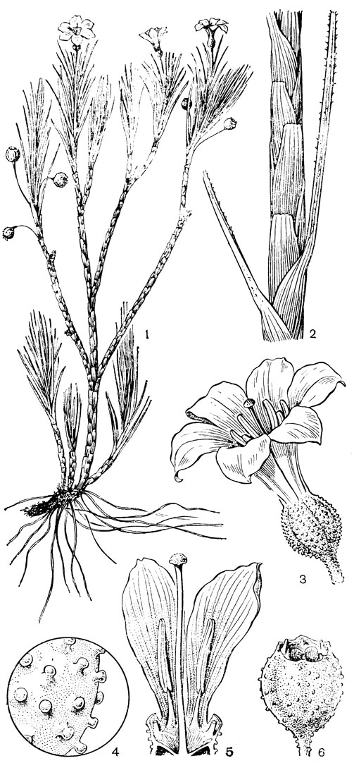 Рис. 111. Веллозия прутьевидная (Vellozia scoparia) 1 - общий вид растения; 2 - часть стебля с листьями; 3 - цветок; 4 - наружняя эпидерма завязи; 5 - продольный разрез цветка; 6 - молодой плод