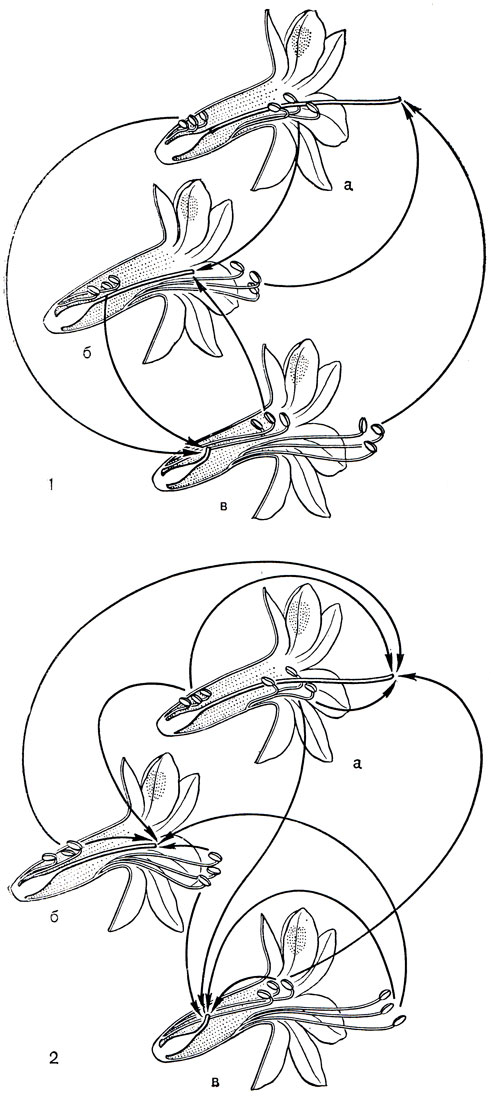 Рис. 112. Схема опыления трех морфологических форм цветков понтедерии сердцевидной (Pontederia cordata): 1 - законное опыление; 2 - незаконное опыление (а - форма с длинным столбиком, тремя средними и тремя короткими тычинками; б - форма со средним столбиком, тремя длинными и тремя короткими тычинками; в - форма с коротким столбиком, тремя длинными и тремя средними тычинками)