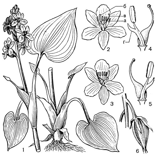 Рис. 113. Монохория влагалищная (Monochoria vaginalis): 1 - общий вид растения; 2-3 - две морфологические формы; цветков (а - стерильные тычинки, б - фертильная тычинка, в - столбик); 4 - взаиморасположение фертильной тычинки и столбика в форме 'тычинка влево - столбик вправо' (г - 'шпорец'); 5 - взаиморасположение фертильной тычинки и столбика в форме 'тычинка вправо - столбик влево'; 6 - плод