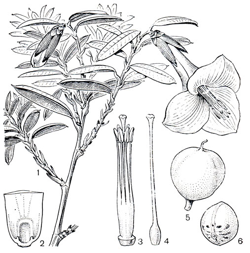 Рис. 115. Филезия самшитолистная (Phiiesia buxifolia): 1 - общий вид растения с цветком; 2 - основание лепестка с нектарником; 3 - андроцей; 4 - гинецей; 5 - плод; 6 - семя