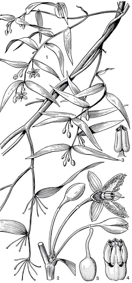 Рис. 116. Эвстрефус широколистный (Eustrephus latifolius): 1 - общий вид растения с цветками; 2 - цветок; 3 - зрелая тычинка со вскрывшимися пыльниками; 4 - андроцей; 5 - гинецей
