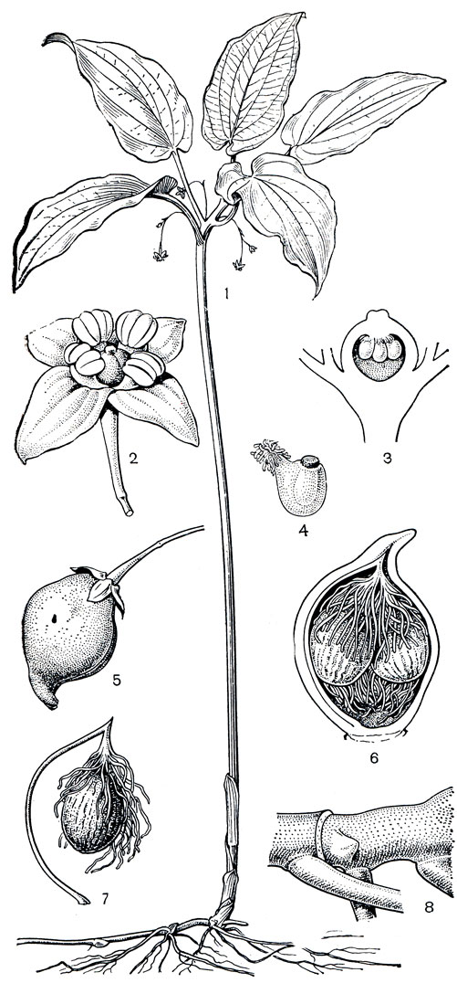 Рис. 119. Крумия немногоцветковая (Croomia pauciflora): 1 - общий вид; 2 - цветок; 3 - гинецей (видны висячие семязачатки); 4 - семязачаток; 5 - плод; 6 - продольный разрез плода; 7 - семя; 8 -часть корневища