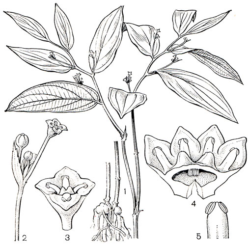 Рис. 117. Стихоневрон перепончатый (Stichoneuron membranaceum): 1 - общий вид; 2 - соцветие; 3 - цветок; 4 - продольный разрез цветка, видны висячие семязачатки; 5 - тычинка