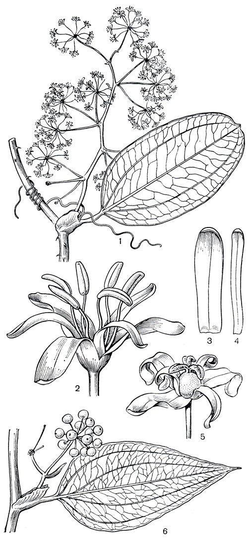 Рис. 122. Смилаксовые. Смилакс сиамский (Smilax siamensis): l - часть ветки с листом и соцветием мужских цветков; 2 - мужской цветок; 3 - наружный сегмент околоцветника; 4 - внутренний сегмент околоцветника; 5 - женский цветок. Смилакс прямокрылый (S. orthoptera): 6 - часть ветки с листом и плодами