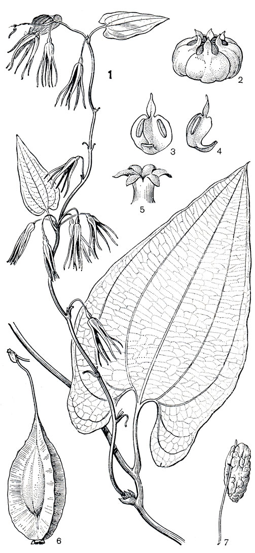 Рис. 125. Аветра вечнозеленая (Avetra sempervirens): 1 - ветвь с цветками; 2 - цветок (околоцветник удален); 3-4 - тычинки с надсвязниками; 5 - столбик с рыльцами; 6 - плод; 7 - семя (с глубокоруминированным эндоспермом) на длинной семяножке