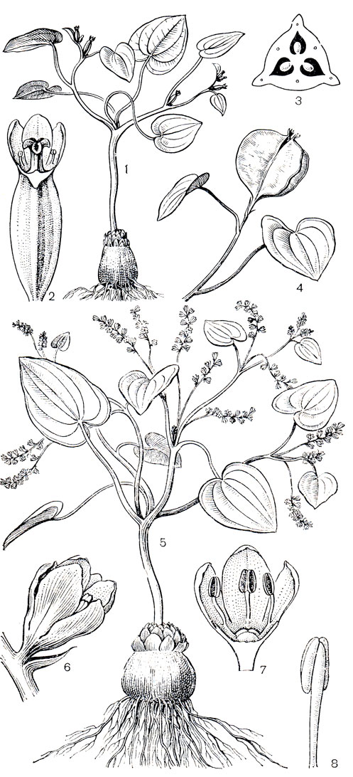 Рис. 127. Диоскорея пиренейская (Dioscorea pyrenaica): 1 - цветущее женское растение; 2 - щенский цветок с недоразвитым андроцеем; 3 - завязь в поперечном разрезе; 4 - ветвь с плодом; 5 - мужское растение с соцветиями; 6 - мужской цветок; 7 - мужской цветок в разрезе; 8 - тычинка