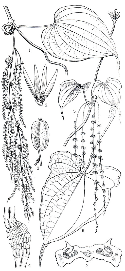 Рис. 128. Диоскореи. Диоскорея клубненосная (Dioscorea bulbifera): 1 - ветвь мужского растения с соцветиями и воздушными клубнями; 2 - мужской цветок; 3 - женский цветок и плод; 4 - флоэмная гломерула с промежуточной зоной из мелкоклетной проводящей ткани. Диоскорея длиннохвостая (D. macroura): 5 - ветвь мужского растения с соцветием; 6 - лист с капельным острием; 7 - капельное острие в поперечном разрезе (видны железистые вместилища слизи)