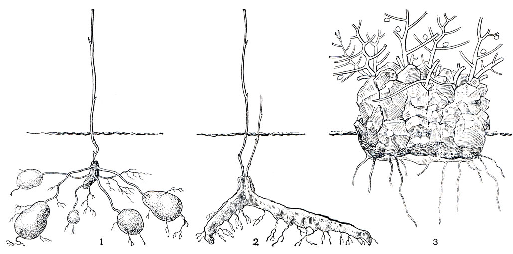 Рис. 129. Типы клубней у диоскорей: 1 - одногодичные подземные клубни; 2 - многолетний подземный клубень; 3 - многолетний полунадземный клубень