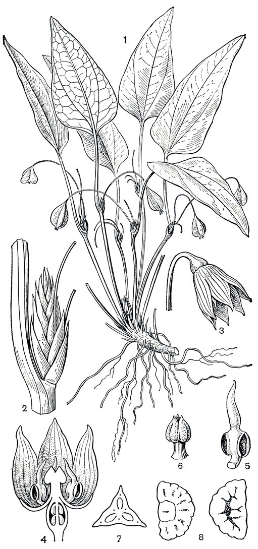 Рис. 130. Трихопус цейлонский (Trichopus zeylanicus): 1 - общий вид растения с плодами; 2 - укороченная фертильная ветвь; 3 - цветок; 4 - цветок в разрезе; 5 - тычинка с надсвязником; 6 - столбик с рыльцами; 7 - завязь в поперечном разрезе; 8 - плоское семя (вид с двух уплощенных сторон)