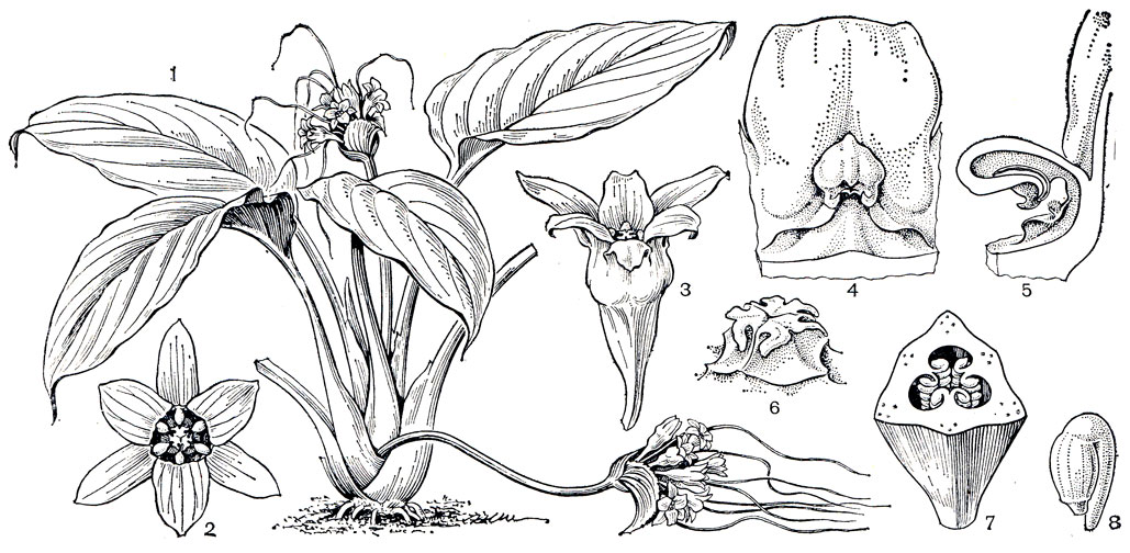 Рис. 131. Танка цельнолистная (Тасса integrifolia): 1 - общий вид; 2 - вид цветка сверху; 3 - вид цветка сбоку; 4 - тычинка; 5 - вид тычинки сбоку; 6 - рыльце; 7 - завязь; 8 - семязачаток