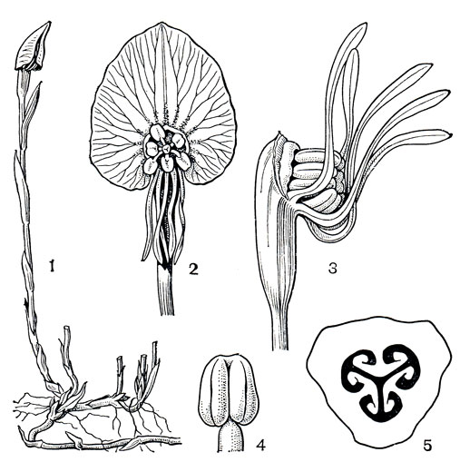 Рис. 134. Корсия украшенная (Corsia ornata): 1 - общий вид; 2 - цветок; 3 - цветок без адаксиального сегмента околоцветника; 4 - тычинка; 5 - поперечный разрез завязи