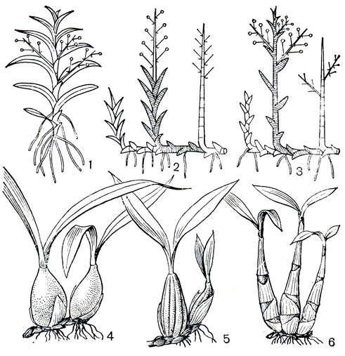 Рис. 135. Орхидные. Схема типов ветвления и псевдобульбы: 1 - моноподиальная форма роста; 2 - симподиальная форма роста с конечным соцветием; 3 - то же с боковым соцветием. Одночленные псевдобульбы: 4 - целогина гребенчатая (Coelogyne cristata); 5 - целогина повислая (С. flaccida). Многочленные псевдобульбы: 6, - дендробиум Кинга (Dendrobium kingianum)