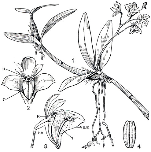 Рис. 136. Дендробиум Кинга (Dendrobium kingianum): 1 - общий вид; 2 - цветок; 3 - разрез цветка; 4 - поллинии (чшл - чашелистик, г - губа, к - колонка, нк - ножка колонки)