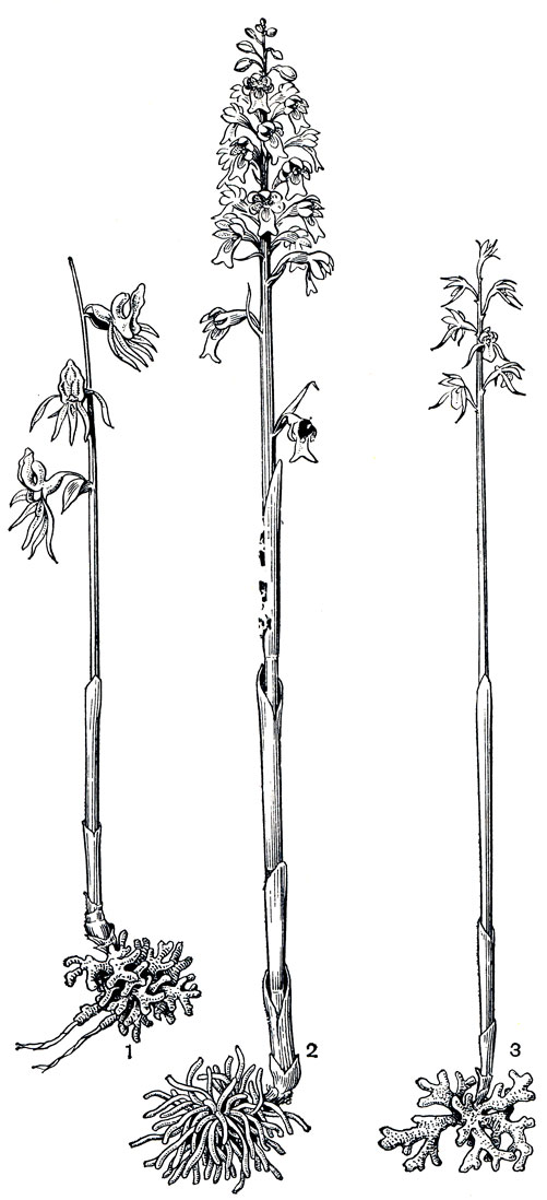 Рис. 139. Сапрофитные орхидные: 1 - надбородник безлистный (Epipogium aphyllum) с разветвленными корневищем и подземными столонами; 2 - гнездовка обыкновенная (Neottia nidusavis) с подземным корневищем, густо обросшим толстыми корнями; 3 - ладъян трехнадрезный (Corallorhiza trifida) с коралловидным корневищем