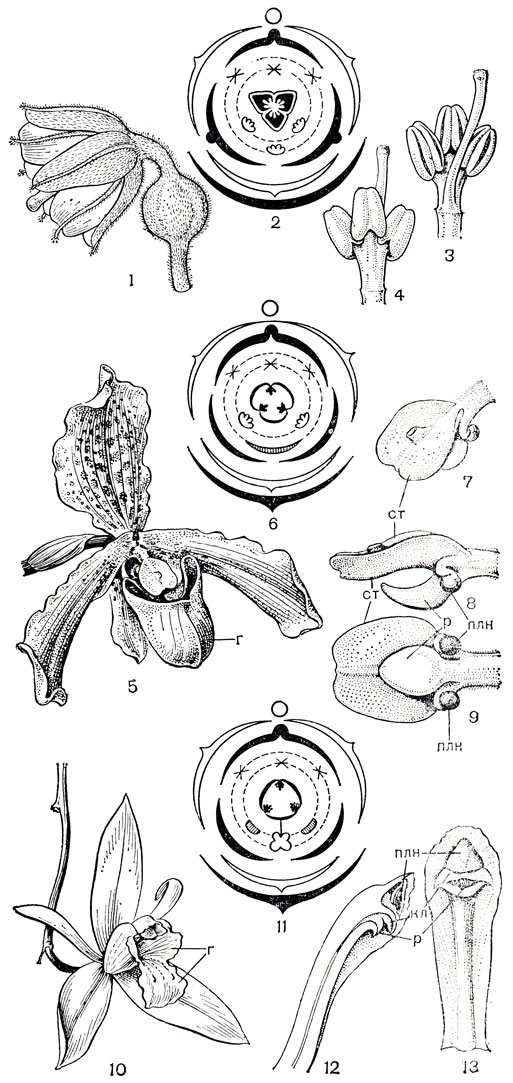 Рис. 141. Строение цветков в семействе орхидных. Подсемейство апостасиевые (Apostasioideae), неувидия Ины (Neuwiedia inae): 1 - цветок (чашелистики и лепестки с выраженным килем); 2 - диаграмма цветка; 3, 4 - колонка в двух положениях. Подсемейство циприпедиевые (Cypripedioideae), пафиопедилум замечательный (Paphiopedilum insigne): 5 - цветок с мешковидной губой; 6 - диаграмма цветка; 7, 8, 9 - колонка в разных положениях. Подсемейство однотычинковых орхидных (Orchidoideae), целогина повислая (Coelogyne flaccida): 10 - цветок; 11 - диаграмма цветка; 12 - разрез колонки; 13 - колонка; ст - стаминодий, р - рыльце, кл - клювик, плп - пыльник, г - губа
