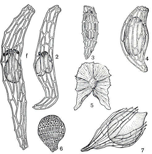 Рис. 143. Семена орхидных: 1, 2 - гибридная форма цимбидиума (Cymbidium) с одним и двумя зародышами; 3 - пафиопедилум замечательный (Paphiopedilum insigne); 4 - туния Бенсон (Thunia bensonieae); 5 - галеола высочайшая (Galeola altissima); 6 - ваниль плосколистная (Vanilla planifolia); 7 - ванда (Vanda sp.) в стадии начала прорастания