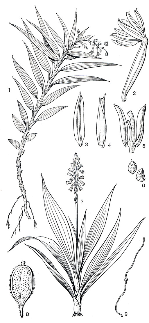 Рис. 144. Подсемейство адостасиевые. Апостасия душистая (Apostasia odorata): 1 - общий вид растения с воздушными корнями; 2 - цветок; 3 - лепесток; 4 - чашелистик; 5 - колонка с не полностью сросшимися двумя тычинками, стаминодием и столбиком; 6 - семена. Неувидия чемерицелистная (Neuwiedia veratrifolia): 7 - общий вид; 8 - плод; 9 - семя на длинной ношке и с волосовидным придатком сверху