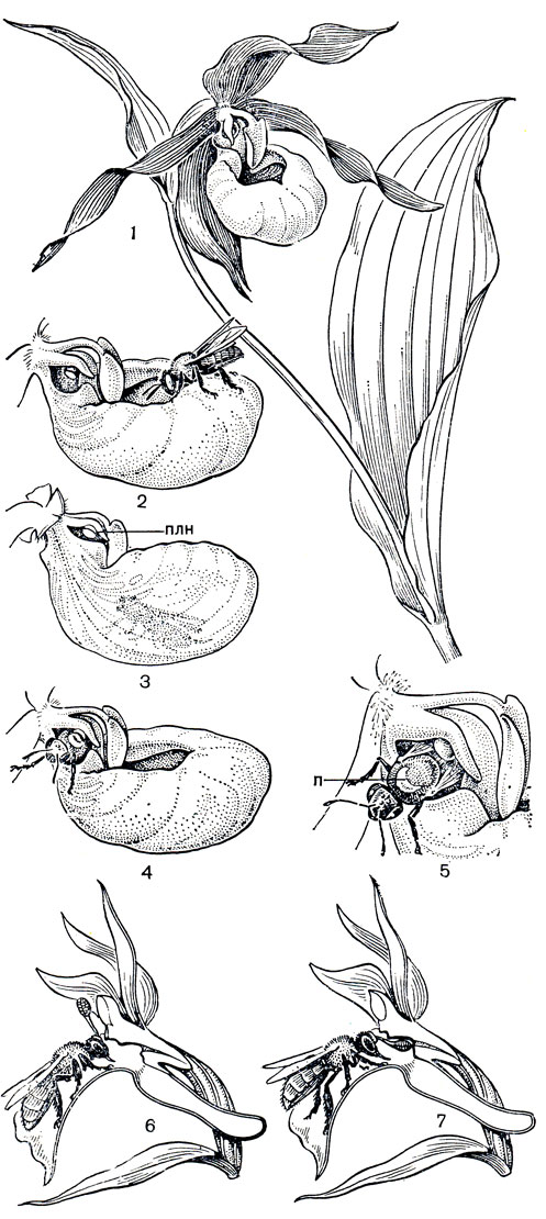 Рис. 147. Опыление орхидных. Башмачок настоящий (Cypripedium calceolus): 1 - верхушка побега; 2 - насекомое садится на край губы и соскальзывает внутрь ее; 3 - насекомое ползет в направлении 'окон'; 4 - голова насекомого показалась из узкого отверстия, расположенного вплотную к пыльнику; 5 - насекомое с комком липкой пыльцы (n) на спинке. Пальчатокоренник остистый (Dactylorhiza aristata): 6 - насекомое извлекает поллиний; 7 - насекомое вводит поллиний, наклонившийся во время полета, в рыльцевую ямку