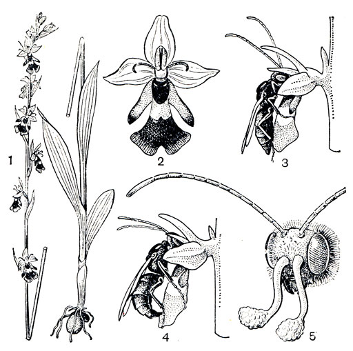 Рис. 149. Опыление офриса насекомоносного (Ophrys insectifera): 1 - общий вид растения; 2 - цветок; 3, 4 - оса в процессе псевдокопуляции; 5 - голова осы с прикрепившимися к ней поллинариями