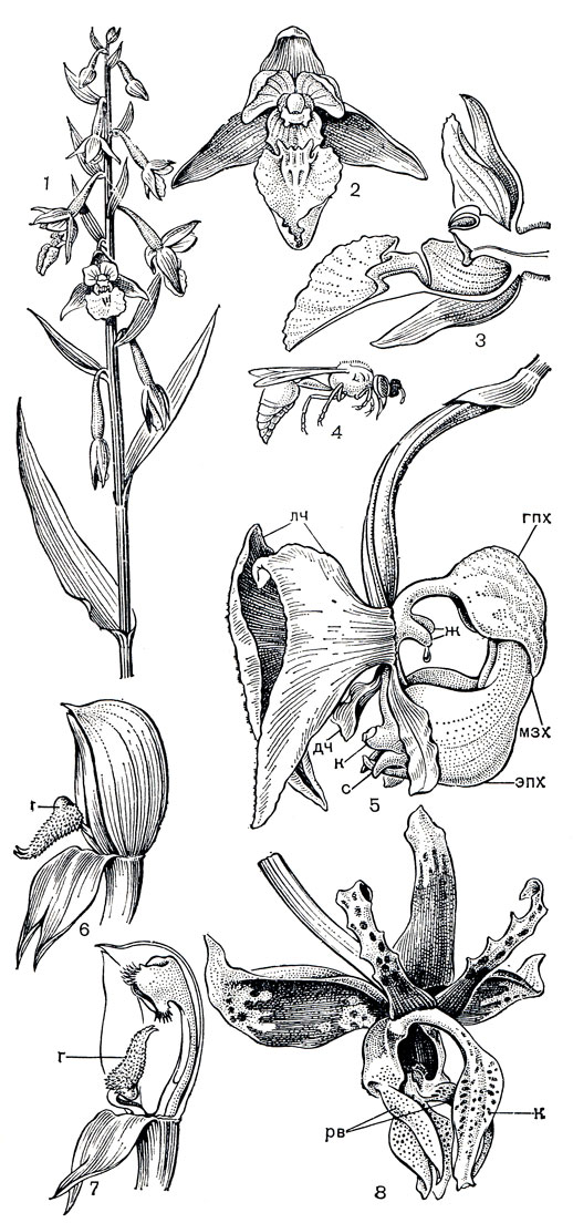 Рис. 150. Опыление орхидных. Дремлик болотный (Epipactis palustris): 1 - верхняя часть растения; 2 - цветок; 3 - разрез цветка, показывающий соответствие формы сложной губы форме тела опылителя (4). Кориантес пятнистый (Coryanthes maculata): 5 - цветок (гпх - гипохилий, мзх - мезохилий, эпх - эпихилий, ж - желёзки, выделяющие капли жидкости, лч - латеральные чашелистики, дч - дорсальный чашелистик, к - колонка, с - устройство для стока жидкости, через которое выползает насекомое). Птеростилис длиннолистный (Pterostylis longifolia): 6 - цветок с губой (г) в нормальном положении; 7 - цветок с поднявшейся губой (часть околоцветника удалена). Стангопея тигровая (Stanhopea tigrina): 8 - цветок (к - колонка, рв - роговидные выросты губы, направляющие насекомое по ее скользкой вогнутой средней части к верхушке колонки)