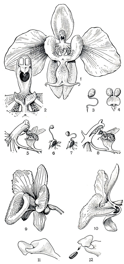 Рис. 151. Опыление орхидных. Фаленопсис Шиллера (Phalaenopsis schillerana): 1 - цветок, губа которого имеет придаток в виде 'кресла'; 2 - колонка; 3, 4 - поллинарий спереди и сбоку; 5 - муха, севшая на 'кресло', извлекает поллинии; 6 - голова мухи с приклеившимся поллинарием; 7 - ножка извлеченного поллинария изогнулась как лебединая шея; 8 - поллиний вводится в рыльцевую полость следующего цветка. Дендробиум бахромчатый (Dendrobium fimbriatum): 9 - цветок; 10 - разрез цветка; 11 - верхушка колонки; 12 - качающийся пыльник при прикосновении откидывается назад, и поллинии выбрасываются на насекомое