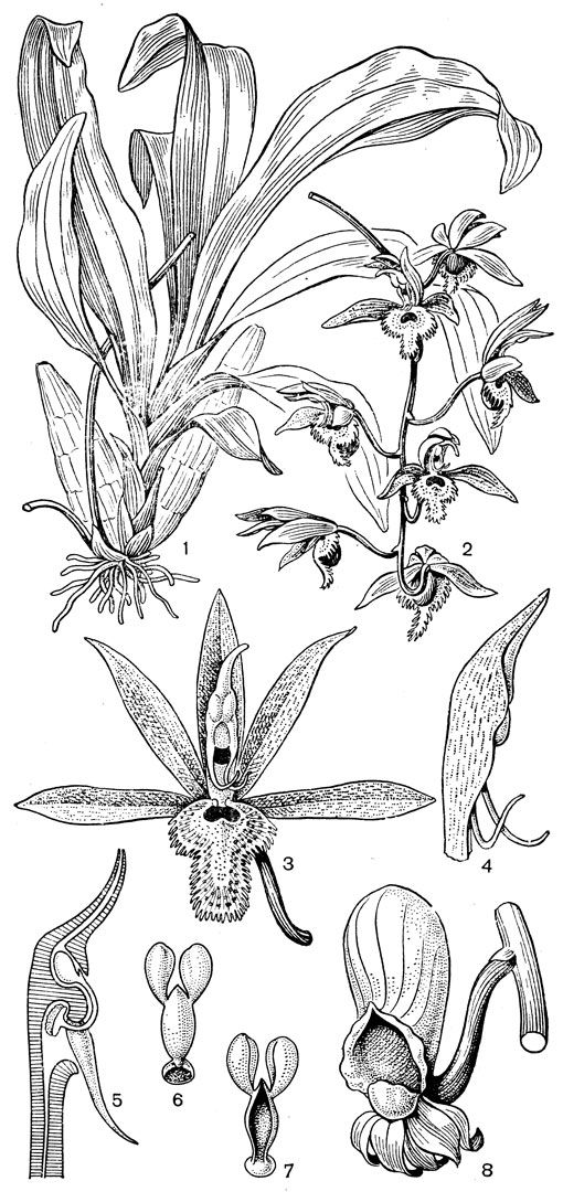 Рис. 152. Катасетум мешковидный (Catasetum saccatum): 1 - общий вид; 2 - соцветие из мужских ресупинированных цветков; 3 - мужской цветок; 4 - колонка с раздражимыми антеннами; 5 - продольный разрез колонки; 6, 7 - поллинарий в разных положениях; 8 - женский цветок