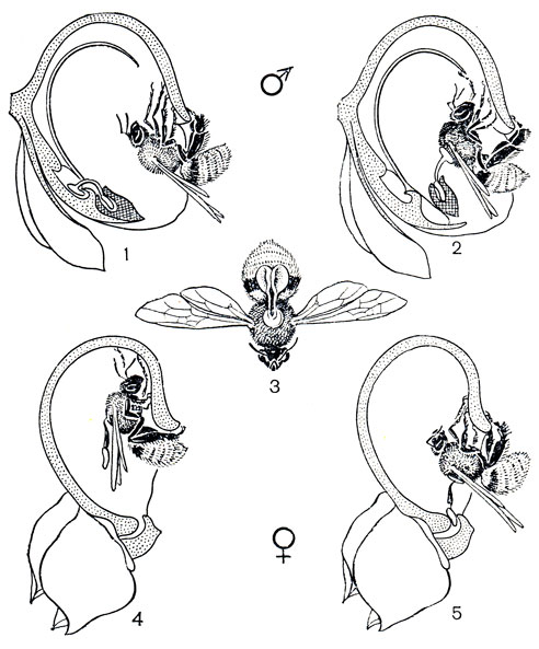 Рис. 153. Схема опыления катасетума крупноязычкового (Catasetum macroglossum) с нересупинированными цветками: 1 - пчела в перевернутом положении вползает в мужской цветок, охватывая губу; 2 - пчела касается антенны, и поллинарий вместе с пыльником выстреливает на насекомое; 3 - при перелете на следующий цветок крышка пыльника слетает, а поллиний изменяет свое положение; 4 - пчела вползает в женский цветок; 5 - поллинии захватываются в рыльцевую полость, когда пчела покидает женский цветок