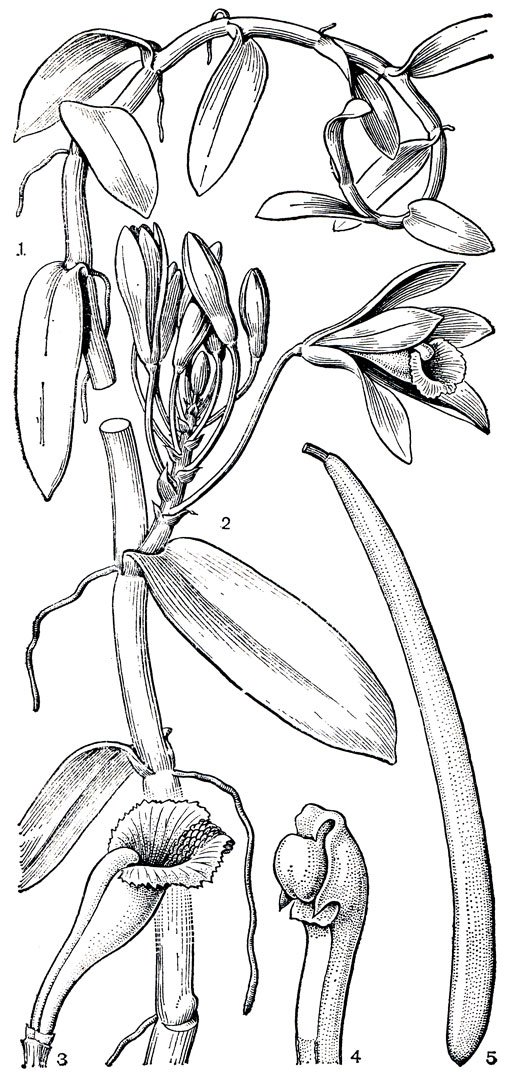 Рис. 154. Ваниль плосколистная (Vanilla planifolia): 1 - молодой стебель с воздушными корнями; 2 - часть стебля с соцветием; 3 - губа, свернутая в трубку и заключающая колонку; 4 - колонка; 5 - плод