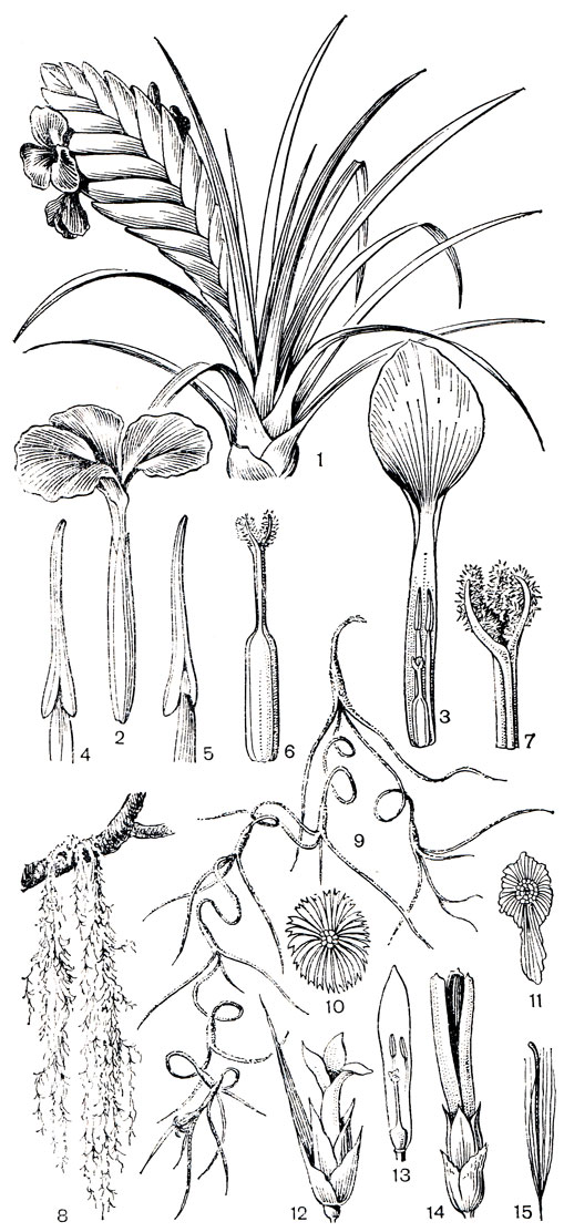 Рис. 155. Бромелиевые. Тилландсия синяя (Tillandsia cyanea): 1 - часть растения; 2 - цветок; 3 - лепесток с тычинками; 4, 5 - тычинки; 6 - гинецей; 7 - верхняя часть гинецея. Тилландсия уснеевидная (Т. usneoides): 8, 9 - общий вид; 10, 11 - чешуевидные волоски; 12 - цветок; 13 - часть цветка; 14 - коробочка; 15 - семя
