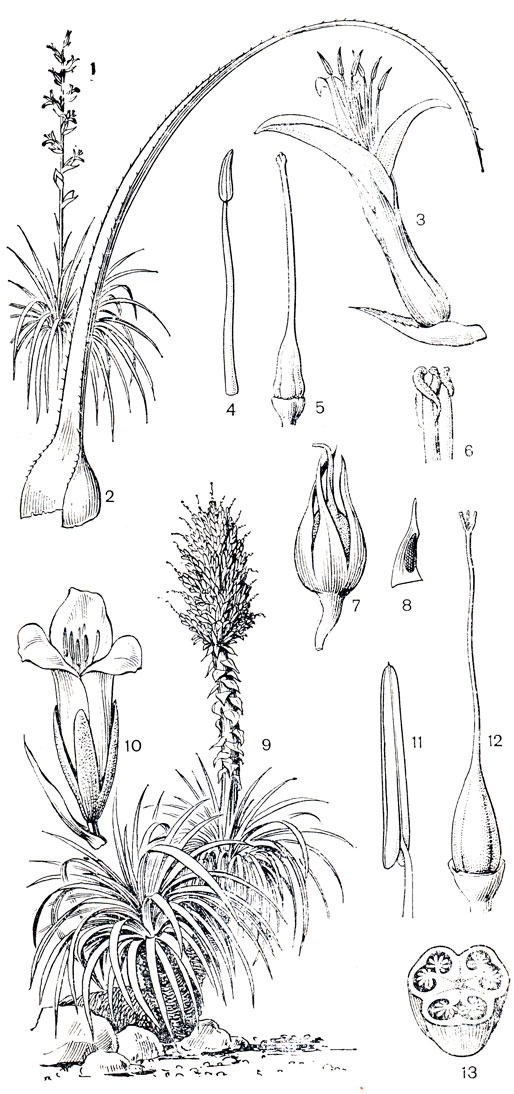 Рис. 156. Бромелиевые. Питкерния удивительная (Pitcairnia mirabilis) 1 - общий вид растения; 2 - лист; 3 - цветок; 4 - тычинка 5 - гинецей; 6 - верхняя часть гинецея; 7 - плод; 8 - семя Пуйя Бертеро (Puya berteroniana): 9 - общий вид растения; 10 - цветок; 11 - тычинка; 12 - гинецей; 13 - поперечный разрез завязи