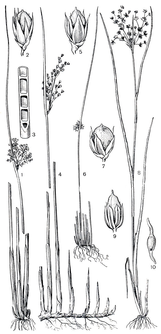Рис. 162. Ситниковые. Ситник склоняющийся (Juncus inflexus): 1 - общий вид; 2 - плод с околоцветником и с прицветничками; 3 - часть стебля в продольном разрезе (видны перегородки из губчатой ткани). Ситник балтийский (J. balticus): 4 - общий вид; 5 - плод с околоцветником и с прицветничками. Ситник нитевидный (J. filiformis): 6 - общий вид; 7 - плод с околоцветником и с прицветничками. Ситник членистый (J. articulatus): 8 - общий вид (листья как бы членистые из-за выступающих перегородок из губчатой ткани); 9 - плод с околоцветником. Ситник каштановый (J. castaneus): 10 - семя с хвостовидными придатками