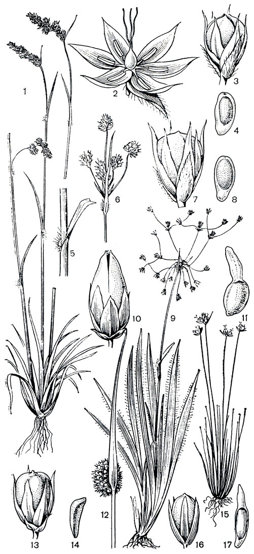 Рис. 163. Ситниковые. Ожика колосистая (Luzula spicata): 1 - общий вид; 2 - цветок (виден один из прицветничков); 3 - коробочка с околоцветником и прицветничками; 4 - семя; 5 - часть стебля и листа с влагалищем. Ожика многоцветковая (L. multiflora): 6 - соцветие; 7 - плод с околоцветником и прицветничками; 8 - семя с карункулой. Ожика волосистая (L. pilosa): 9 - общий вид; 10 - плод с околоцветником и прицветничками; 11 - семя с карункулой. Ситник скученный (Juncus conglomerates): 12 - соцветие; 13 - плод с околоцветником и прицветничками; 14 - семя. Ситник трехчешуйный (J. triglumis): 15 - общий вид: 16 - коробочка с околоцветником; 17 - семя с хвостовидными придатками