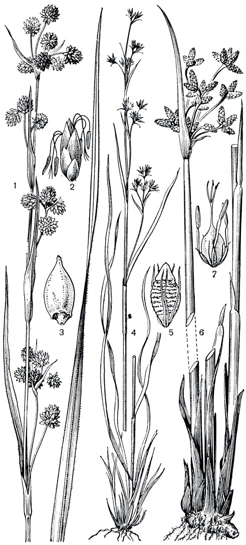Рис. 165. Осоковые. Меч-трава обыкновенная (Cladium mariscus): 1 - соцветие; 2 - колосок; 3 - плод. Ринхоспора сизая (Rhynchospora glauca): 4 - общий вид; 5 - плод с околоцветником и расширенным основанием столбика. Камыш озерный (Scirpus lacustris): 6 - общий вид; 7 - цветок