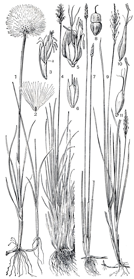 Рис. 167. Осоковые. Пушица Шейхцера (Eriophorum scheuchzeri): l - общий вид растения в стадии плодоношения; 2 - семя с удлинившимися волосками околоцветника. Схеноксифиум ланцетный (Schoenoxiphium lanceum): 3 - колосок (а - ось колоска). Кобрезия сибирская (Kobresia sibirica): 4 - общий вид; 5 - колосок; 6 - плод с околоцветником. Болотница камчатская (Eleocharis kamtschatica): 7 - общий вид; 8 - плод с сильно увеличенным основанием столбика. Унциния пурпурная (Uncinia purpurata): 9 - общий вид; 10 - мешочек, из которого выступают рыльцевые ветви и крючковидно загнутая наверху ось колоска; 11 - плод, сидящий в основании оси колоска