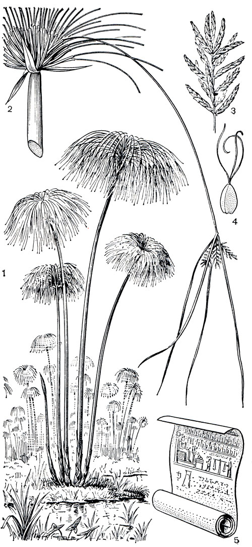 Рис. 168. Папирус (Cyperus papyrus): 1 - общий вид; 2 - основание соцветия (все лучи соцветия, кроме одного, удалены); 3 - колос; 4 - плод; 5 - свиток папируса