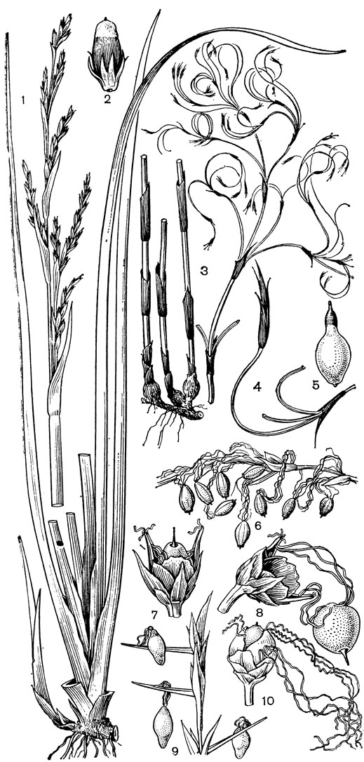 Рис. 170. Осоковые. Лепидосперма удлиненная (Lepidosperma longitudinale): 1 - общий вид; 2 - плод с околоцветником и увеличенным основанием столбика. Каустис извилистый (Caustis flexuosa): 3 - основания стеблей с корневищем и часть соцветия; 4 - ветвь соцветия с колоском (два других колоска удалены); 5 - плод с увеличенным основанием столбика. Гания высокая (Gahnia ргосега): 6 - часть соцветия с плодами, висящими на удлинившихся тычиночных нитях. Гания шероховатая (G. aspera): 7 - одноцветковый колосок с плодом (концы тычиночных нитей зажаты краями кроющих чешуй); 8 - плод, выпавший из колоска и повисший на зажатых чешуями тычиночных нитях. Махерина Гунна (Machaerina gunnii): 9 - часть соцветия с висящими на тычиночных нитях плодами (концы нитей зажаты кроющей чешуей). Гания пестрая (Gahnia psittacoеum): 10 - двухцветковый колосок (удлинившиеся тычиночные нити верхнего, обоеполого цветка переплелись с тоже удлинившимися нитями нижнего, мужского цветка)