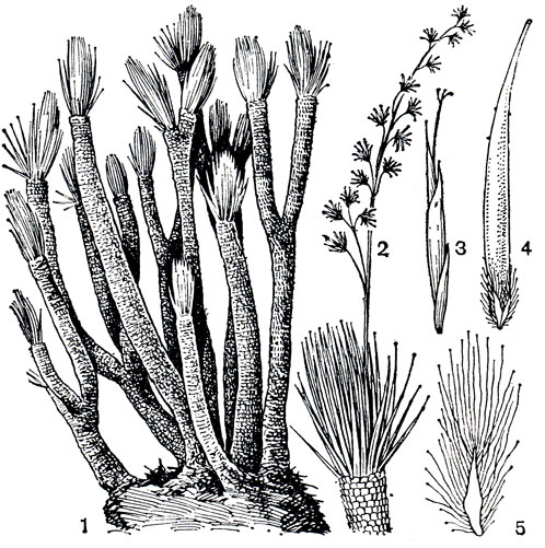 Рис. 173. Микродракоидес чешуйчатый (Microdracoi- des squamosa): 1 - общий вид растения без цветоносных побегов; 2 - часть ветви с цветоносным побегом; 3 - женский колосок; 4 - мешочек (внутри его плод, а при основании - околоцветник); 5 - сегмент околоцветника