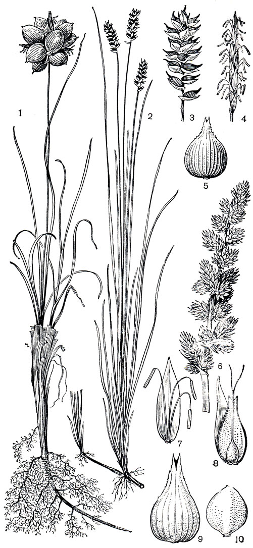 Рис. 174. Виды осок. Осока вздутая (Carex physodes): 1 - общий вид растения в стадии плодоношения (в соцветии видны сильно вздувшиеся мешочки, заключающие плод). Осока двудомная (С. dioica): 2 - общий вид женской особи; 3 - женский колосок; 4 - мужской колосок; 5 - мешочек. Осока лисья (С. vulpina): 6 - соцветие в стадии плодоношения; 7 - мужской цветок, сидящий в пазухе кроющей чешуи; 8 - мешочек, сидящий в пазухе кроющей чешуи и заключающий женский цветок (мешочек дан в продольном разрезе); 9 - увеличившийся в размерах мешочек, заключающий плод; 10 - плод