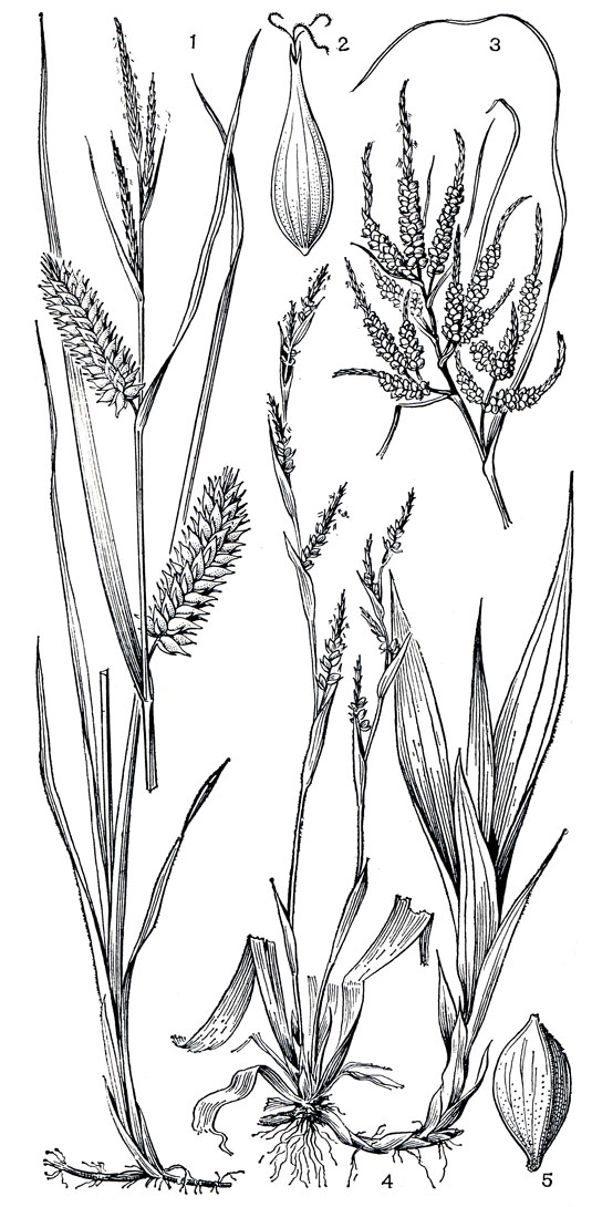 Рис. 175. Виды осок. Осока пузырчатая (Саrех vesicaria): 1 - нижняя часть растения и соцветие (верхние колоски - мужские, нижние женские); 2 - мешочек с выступающими из него рыльцевыми ветвями. Осока ягодная (С. baccans): 3 - соцветие (каждый колосок несет в верхней части мужские цветки, а в нижней - заключенные в мешочек женские цветки). Осока ржавопятнистая (С. siderosticta): 4 - общий вид растения с цветоносными (слева) и вегетативным (справа) побегами; 5 - мешочек