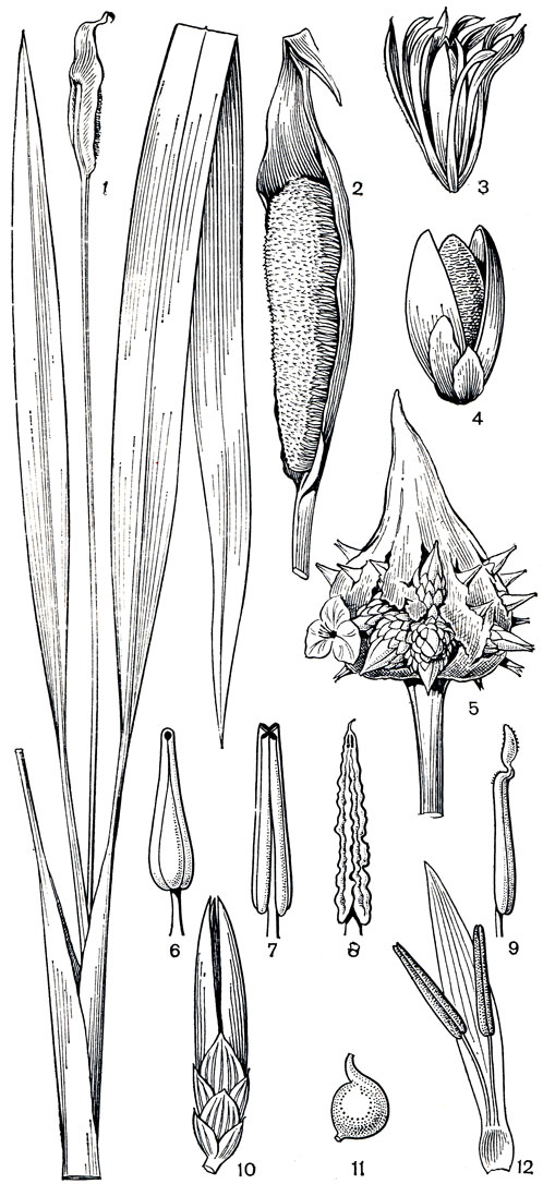 Рис. 176. Рапатеевые. Спатантус односторонний (Spathanthus unilateralism 1 - общий вид; 2 - соцветие с одним кроющим листом, 3 - бутон, окруженный прицветничками; 4 - раскрытый плод. Саксофридериция большая (Saxofridericia grandis): 5 - соцветие. Виндзорина гвианская (Windsorina guianensis): 6 - тычинка. Схеноцефалиум клобучков ый (Schoenocephalium cucullatum): 7 - тычинка. Саксофридериция губчатая (Saxofridericia spongiosa): 8 - тычинка. Рапатея длинноножковая (Rapatea longipes): 9 - тычинка. Схеноцефалиум Мартиуса (Schoenocephalium martianum): 10 - цветок с прицветничками. Спатантус односторонний: 11 - семя с верхушечным выростом. Схеноцефалиум Мартиуса (Schoenocephalium martianum): 12 - лепесток с двумя приросшими к нему тычинками
