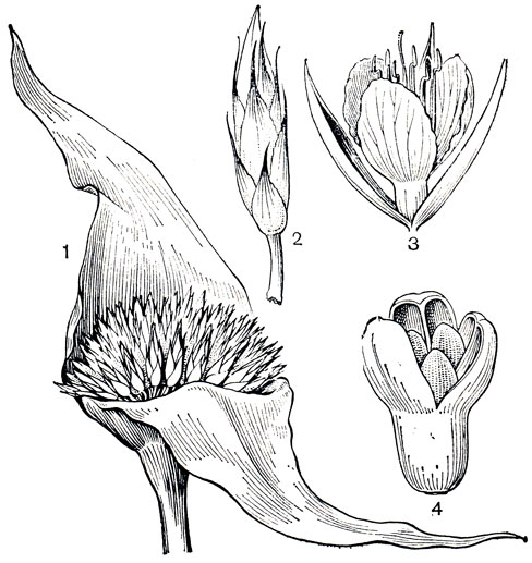 Рис. 177. Рапатея болотная (Rapatea palludosa): 1 - соцветие; 2 - цветок с прицветничками; 3 - цветок; 4 - раскрытый плод