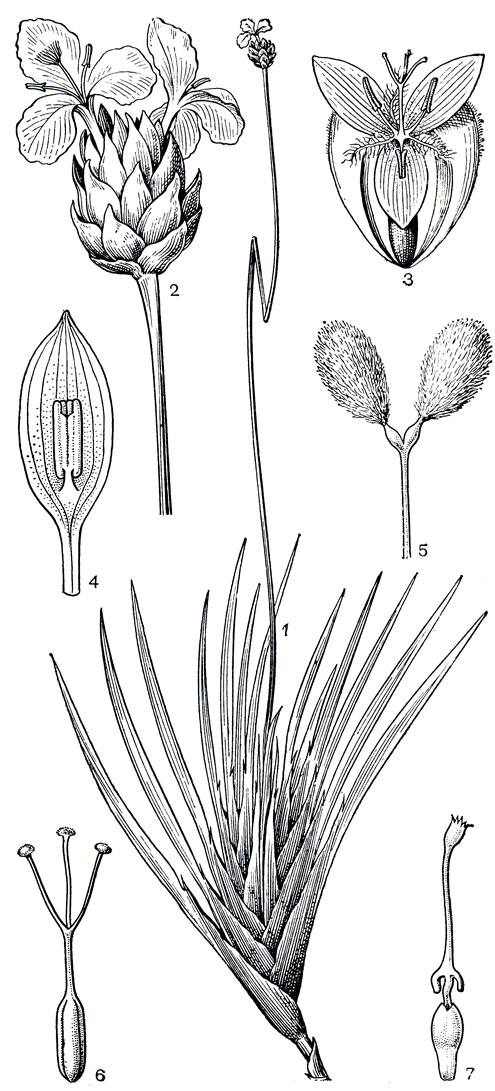 Рис. 178. Ксирисовые. Ксирис витсеноидный (Xyris witsenioides): 1 - общий вид. Абольбода поаршон (Abolboda роаrchon); 2 - соцветие. Ксирис изорванный (Xyris lacerata): 3 - цветок с двумя боковыми чашелистиками (третий, внутренний лепесток удален). Ксирис реснитчатолистный (X. blepharophylla): 4 - лепесток с приросшей к нему тычинкой; 5 -стаминодий; 6 - гинецей. Абольбода Пеппига (A. poeppigii): 7 - гинецей с придатком