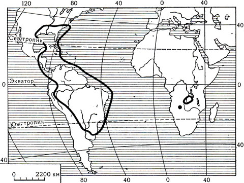 Карта 9. Ареал семейства майяковых